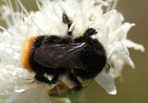 Bombus sp.